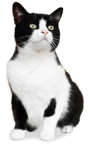 Planes Gato